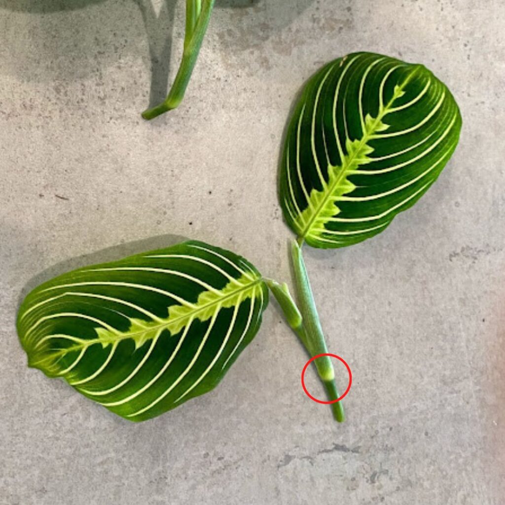 Showing the node circled in red on a maranta and where to cut.