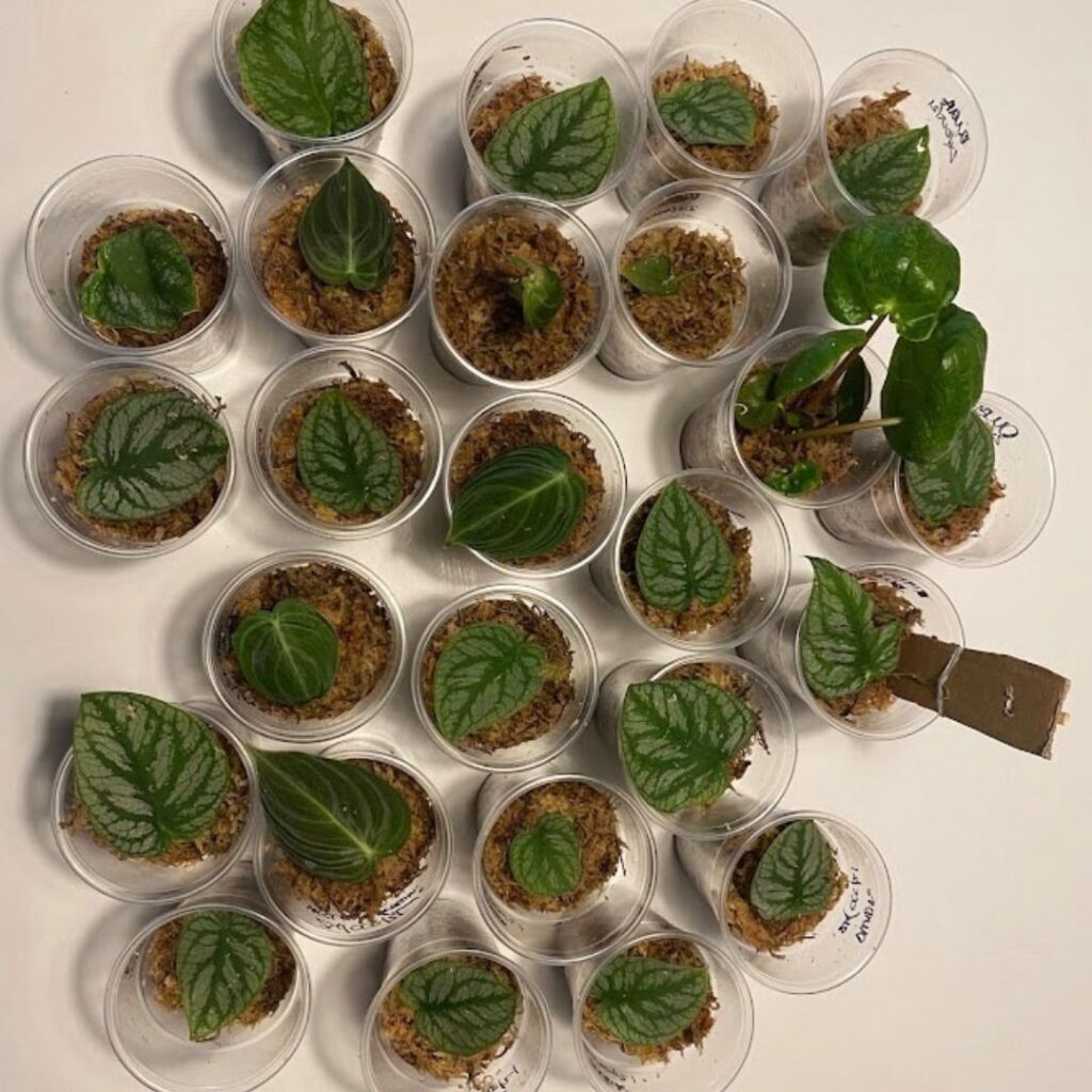 Lots of my dubia propagations