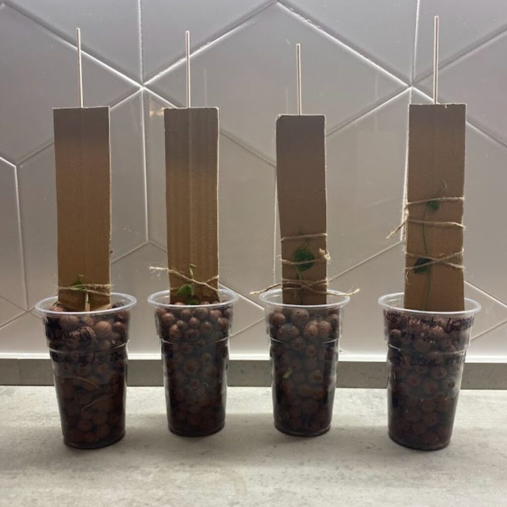 four dubia propagations with cardboard mounts attached with bbq skwrs 