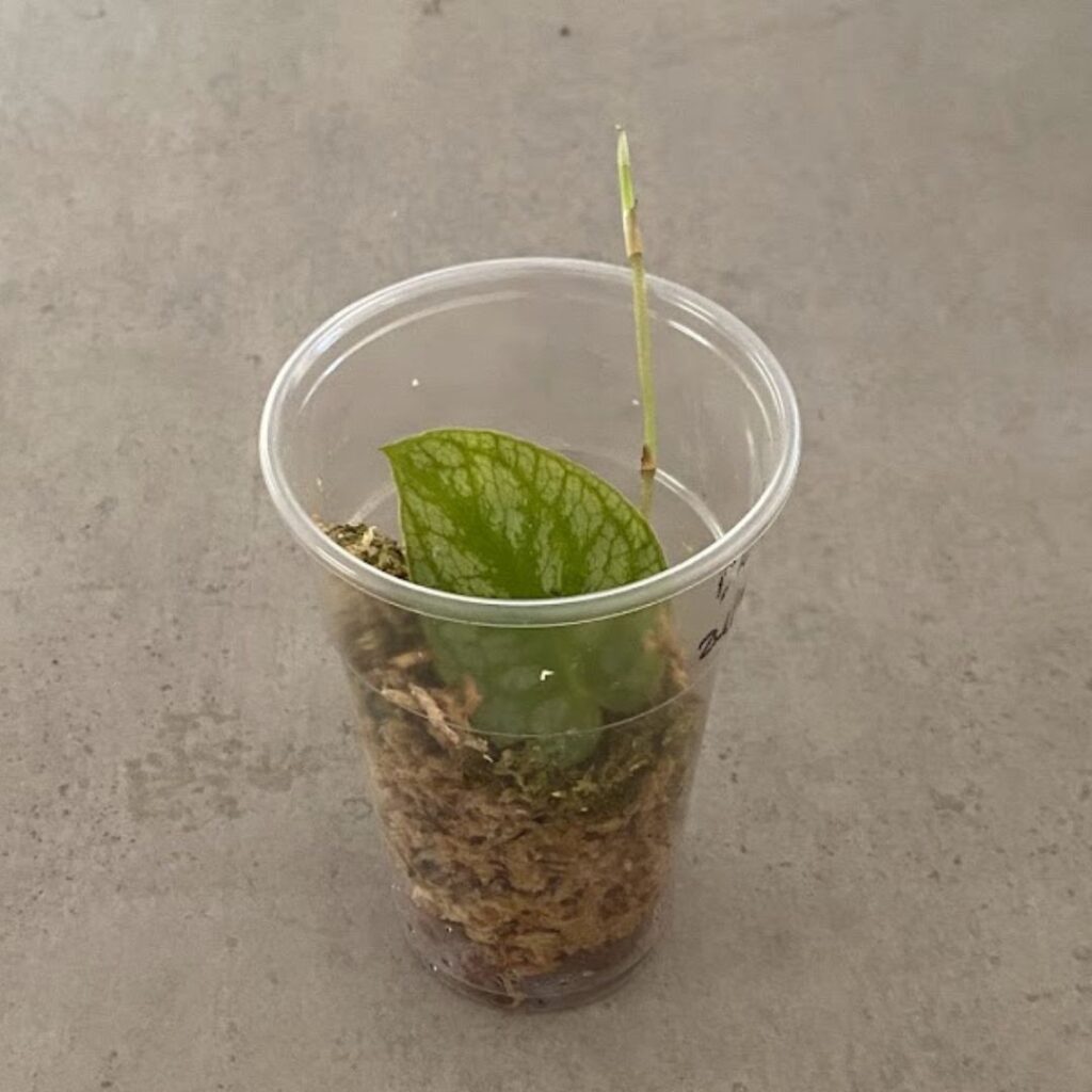 A one-leaf, one-node dubia propagation cup