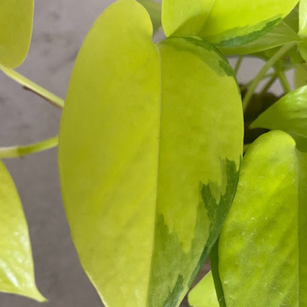 variegated neon pothos - darker green on eh edge of the leaf