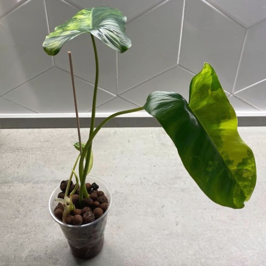 A philodendron burle marx propagating in leca