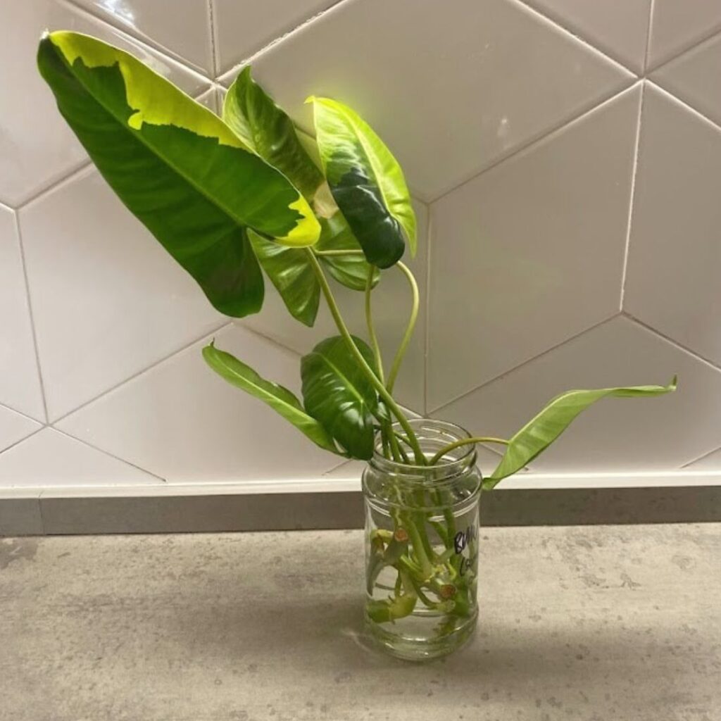 Philodendron Burle Marx Variegata In Water