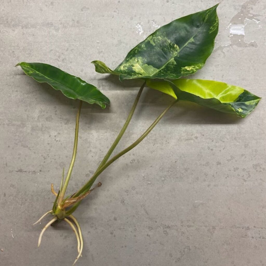Philodendron Burle Marx Water Propagation