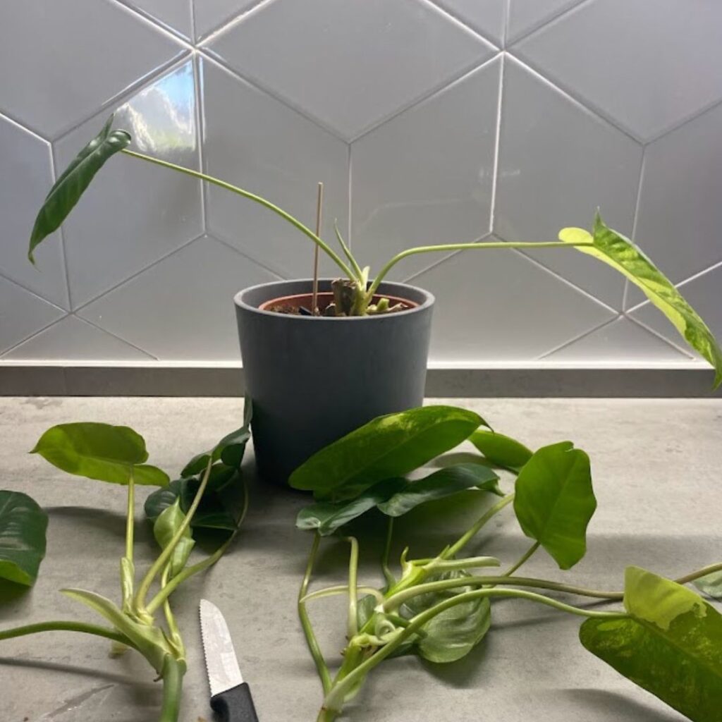 Taking node and leaf cuttings from a philodendron burle marx variegata.