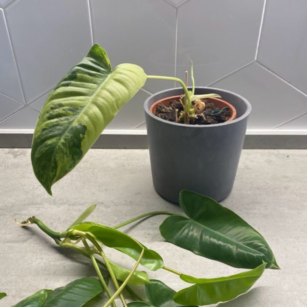 Philodendron Burle Marx cuttings