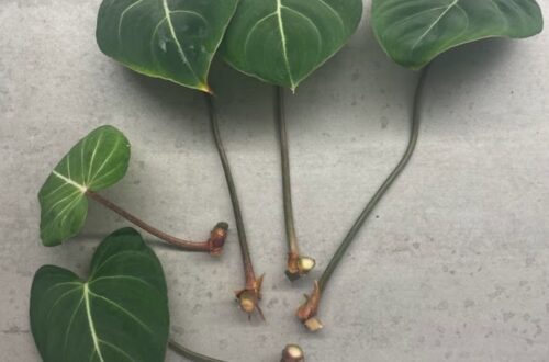 Philodendron Gloriosum Propagation In Moss