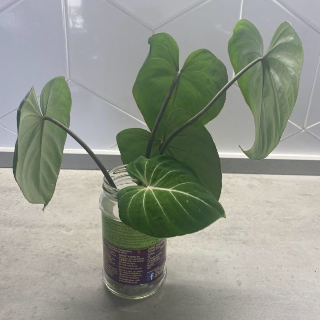 philodendron gloriosum cuttings rooting in water