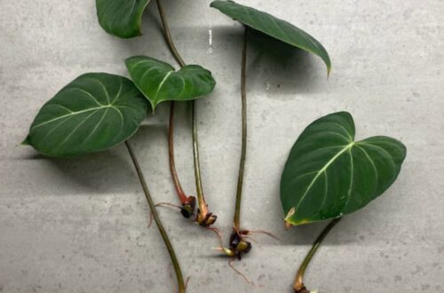 Philodendron Gloriosum Propagation In Water