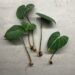 Philodendron Gloriosum Propagation In Water