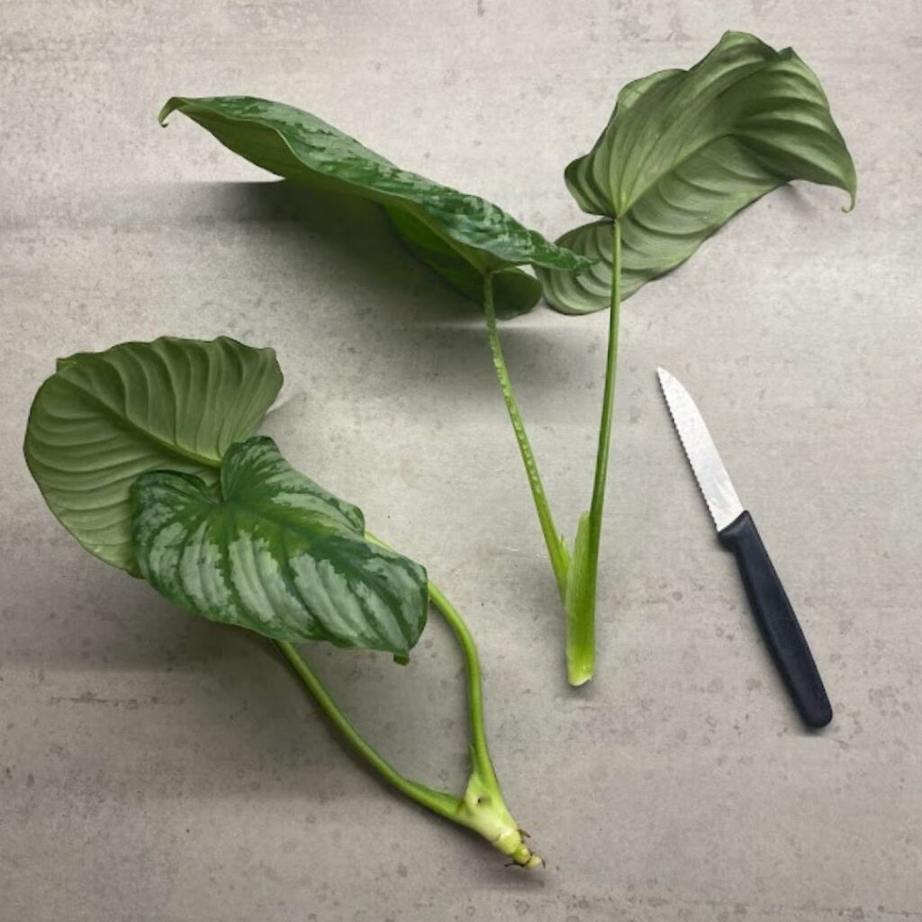 A philodendron mamei node cutting, with two leaves and one node.