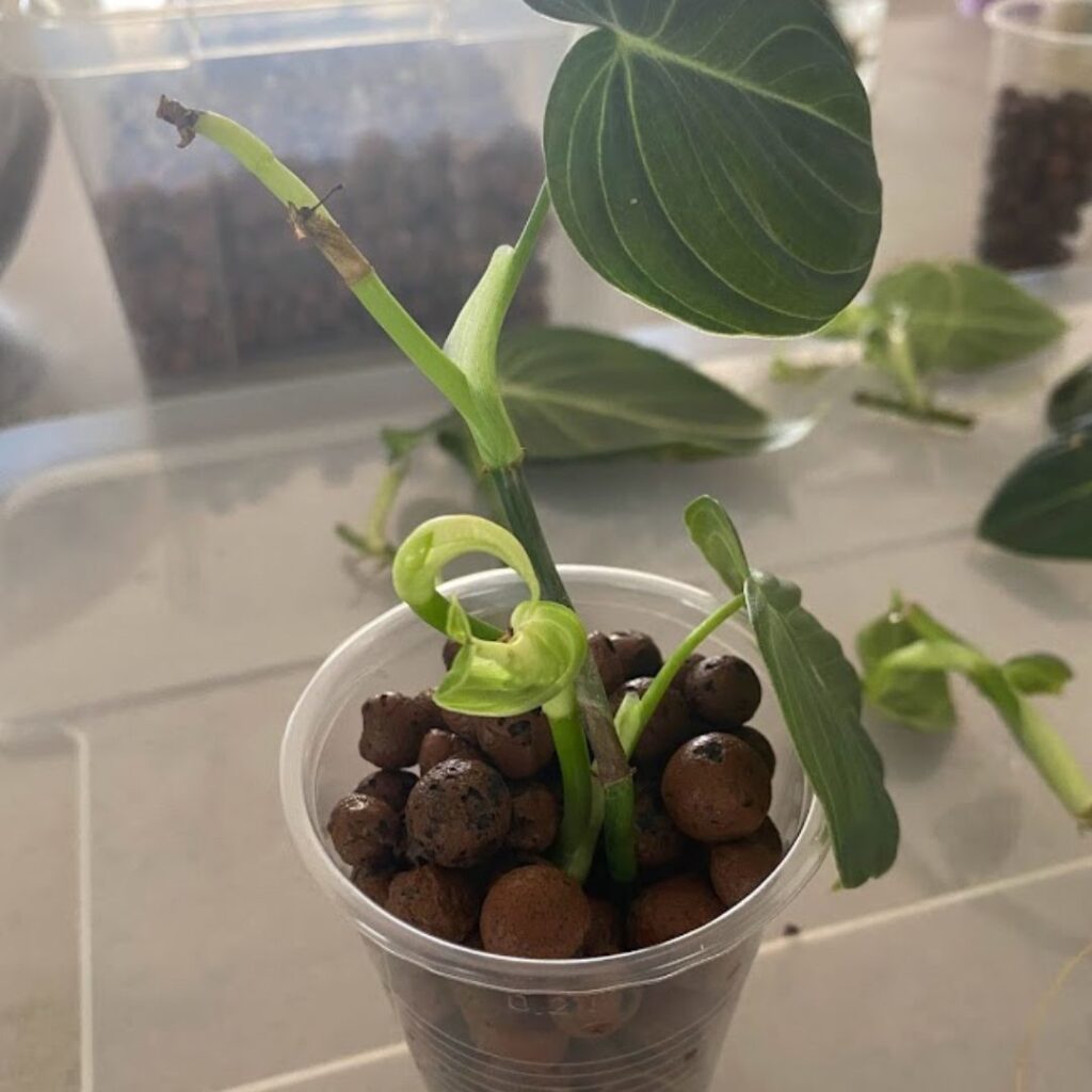 philodendron melanochrysum propagation in leca