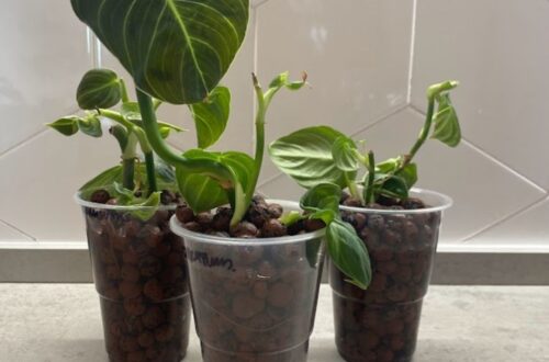 Philodendron Melanochrysum Propagation In Leca