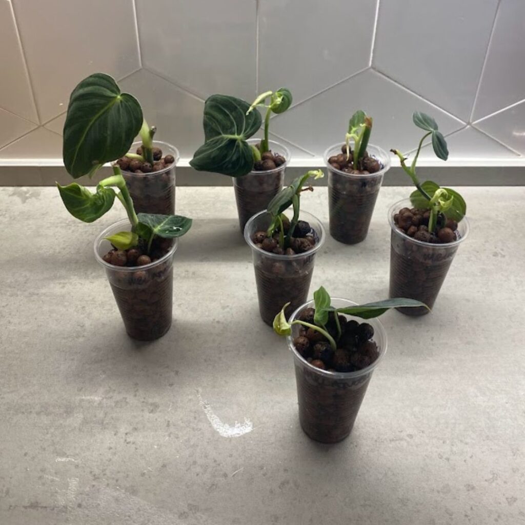 philodendron melanochrysum propagation in leca