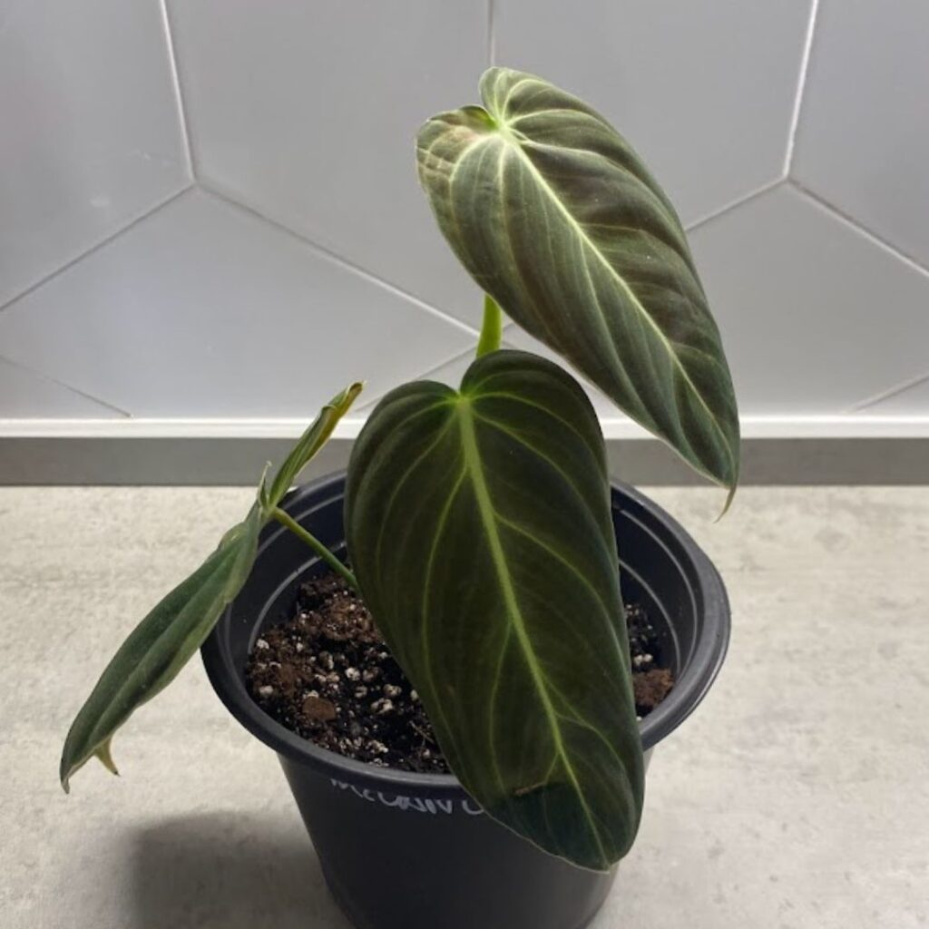 philodendron melanochrysum propagation in soil