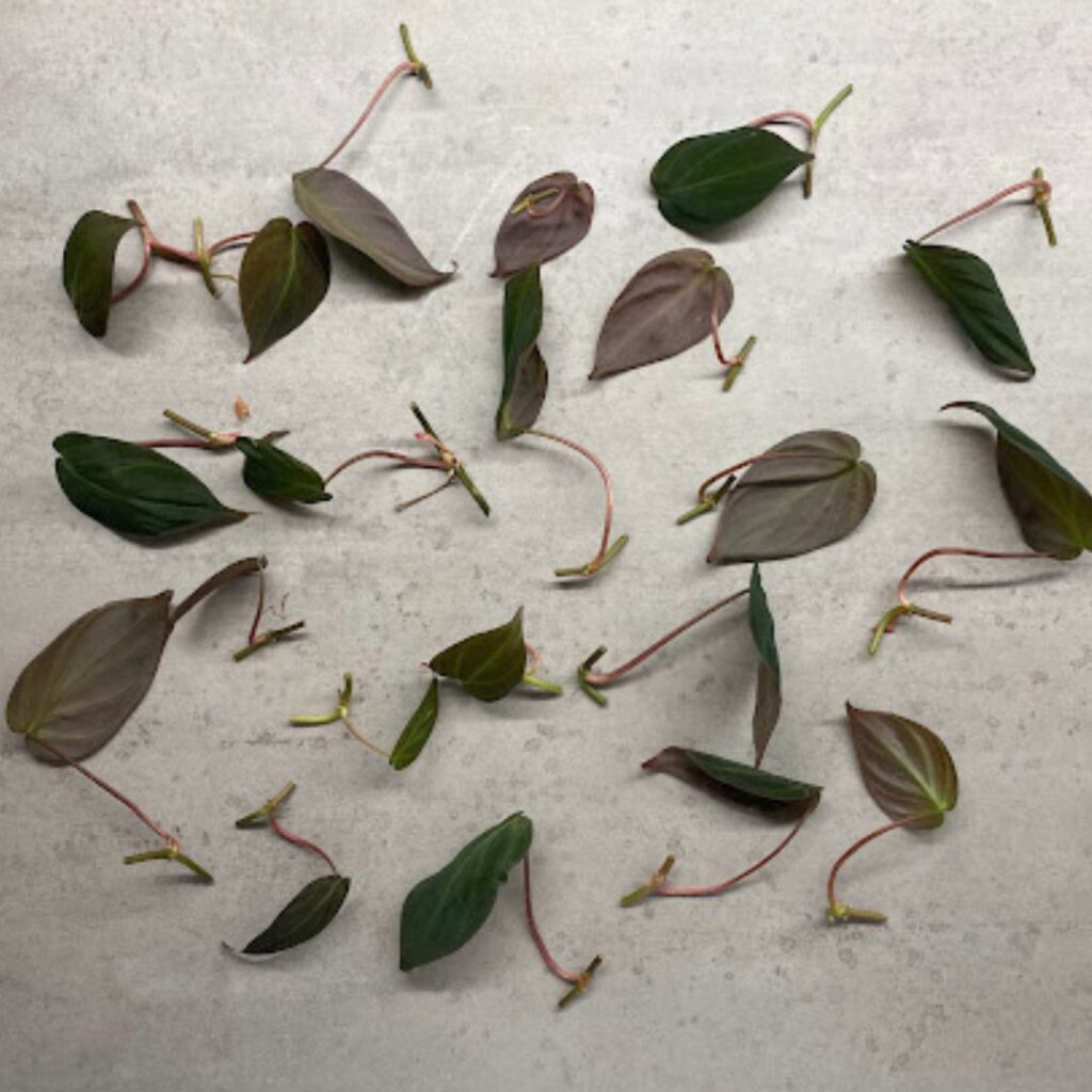 Philodendron micans node cuttings.
