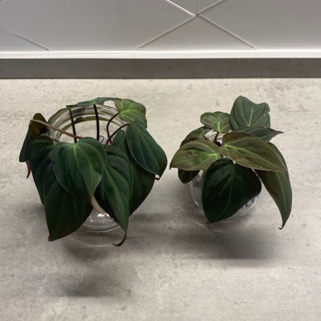 Philodendron Micans water props