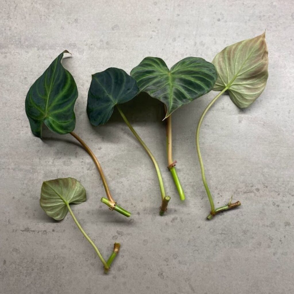 Philodendron Verrucosum cuttings, trimmed down