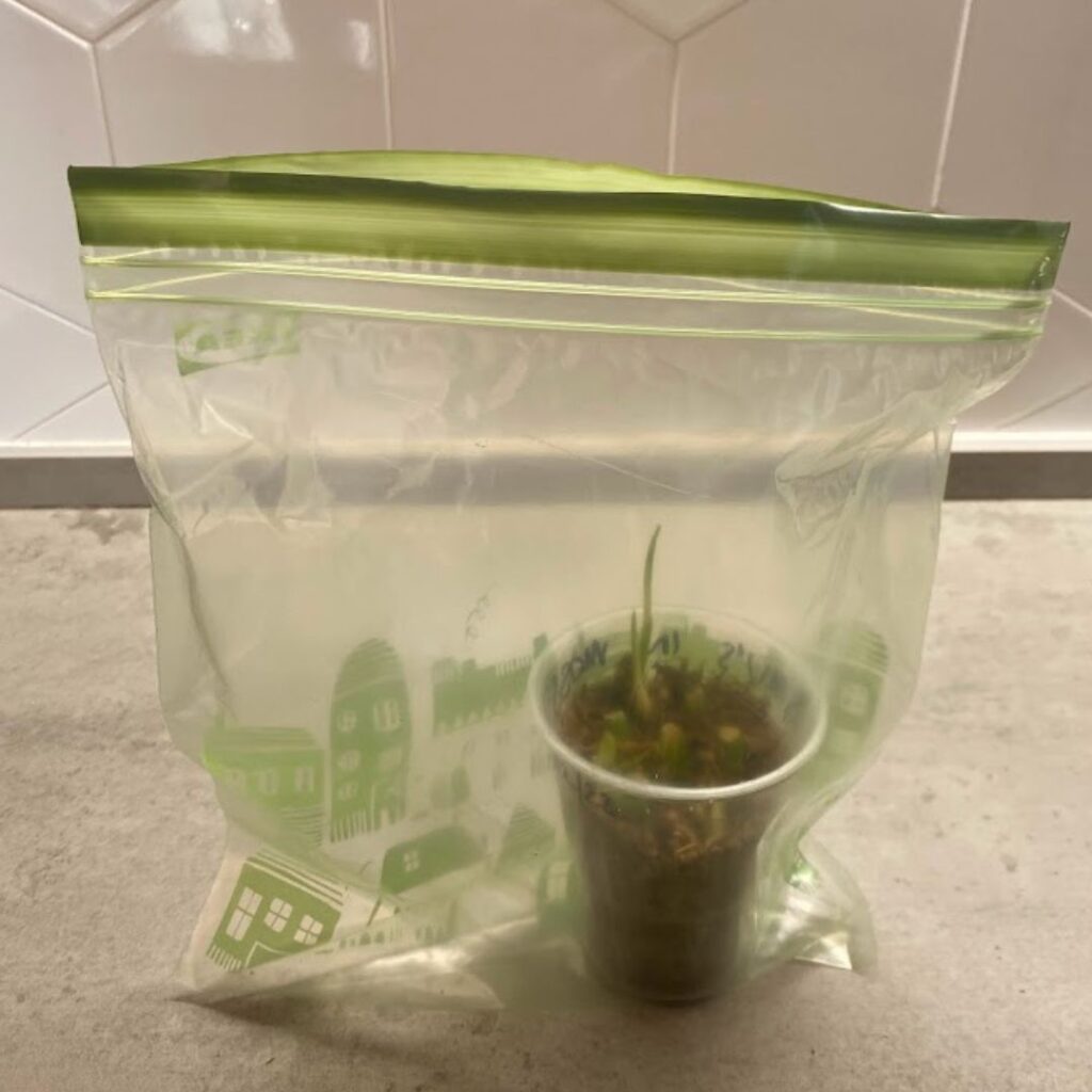 The whole propagation in a sandwich bag to raise humidity. 