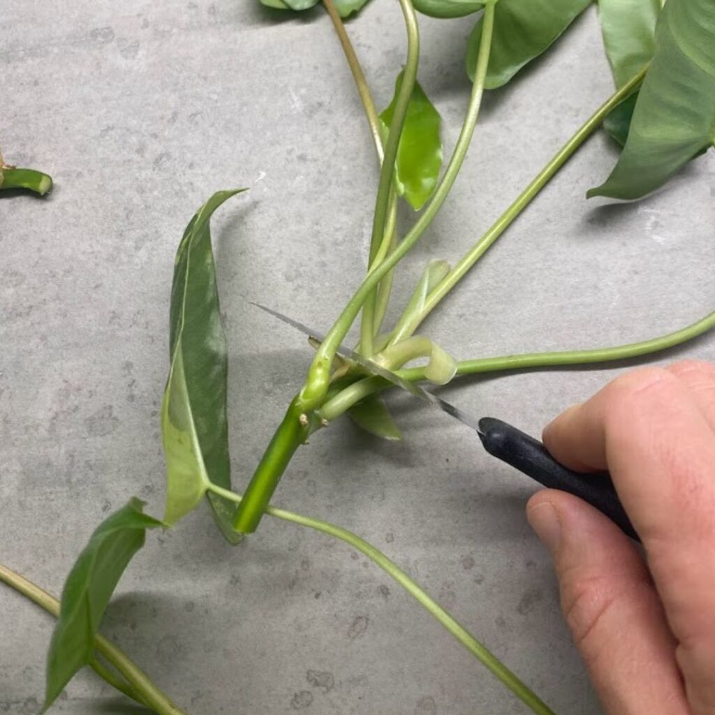 Using a knife to take a cutting between the nodes.