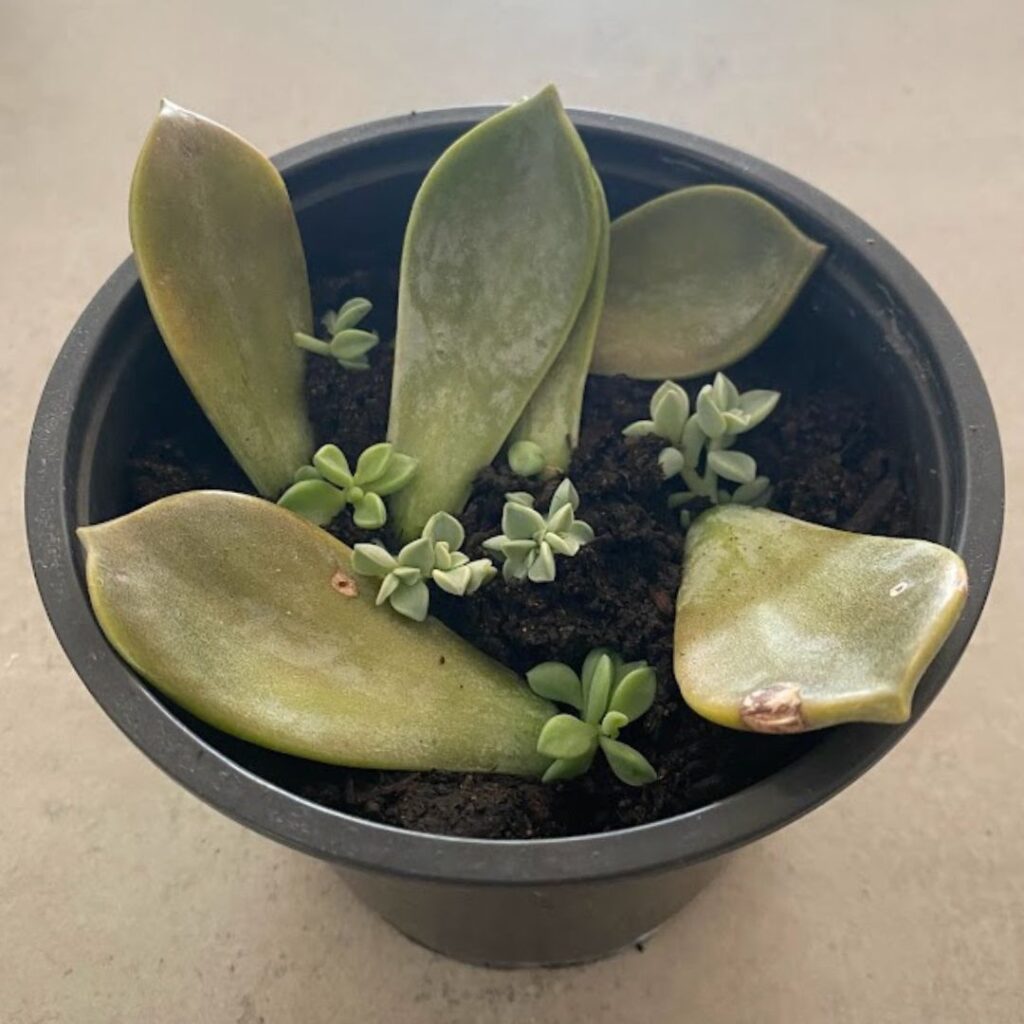 Succulent leaf propagations rooting in soil