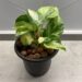 How Cold Can Pothos Tolerate