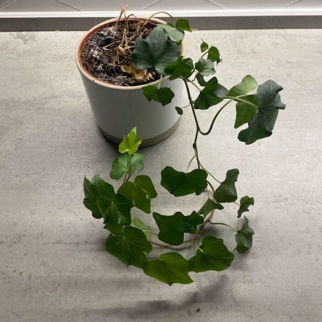 An ivy plant