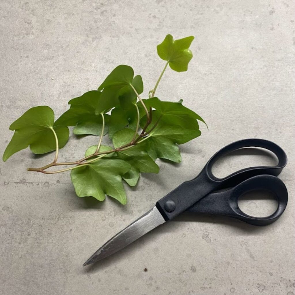 Taking cuttings from ivy