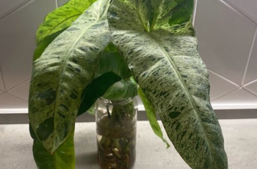 Can Philodendron Grow In Water?