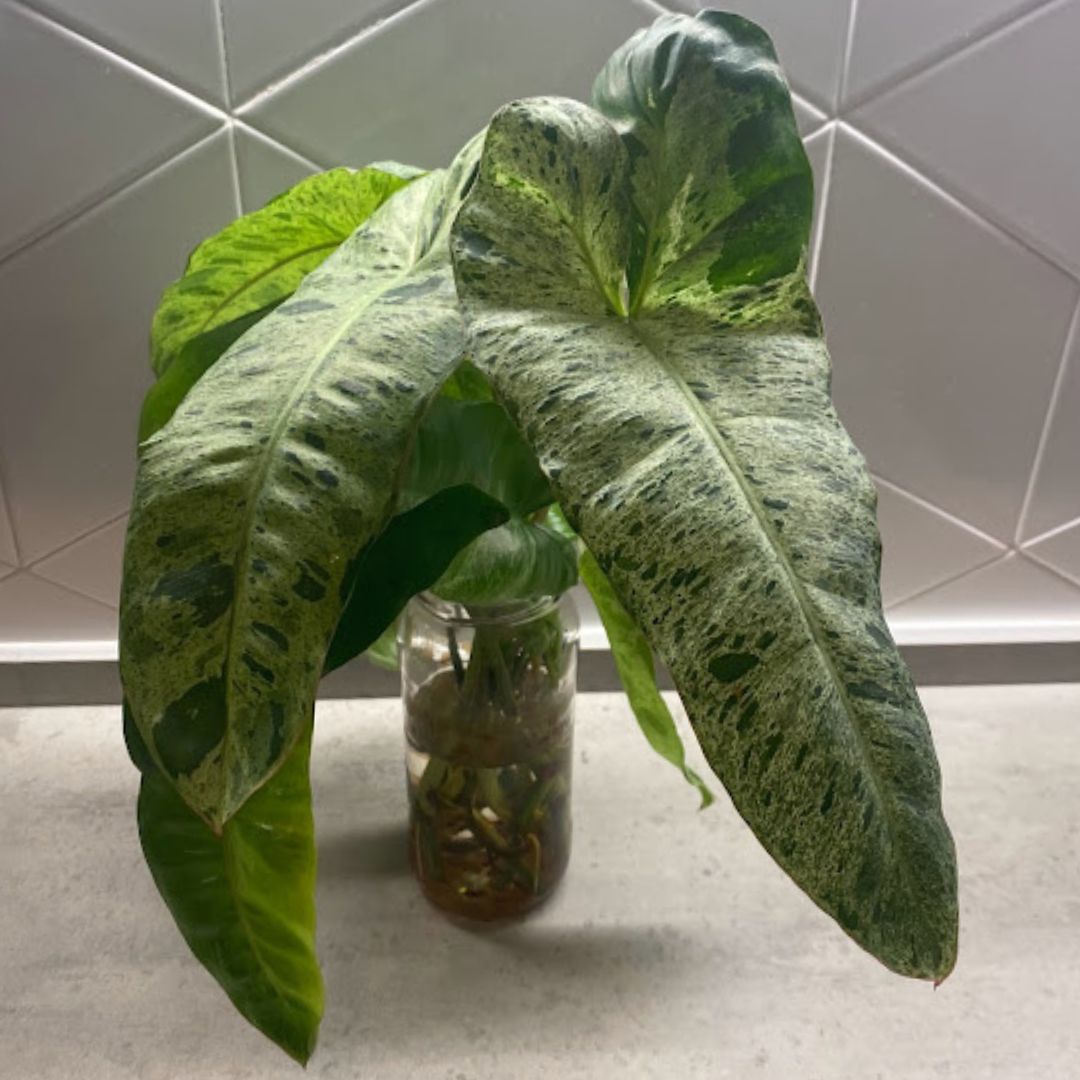 Can Philodendron Grow In Water?