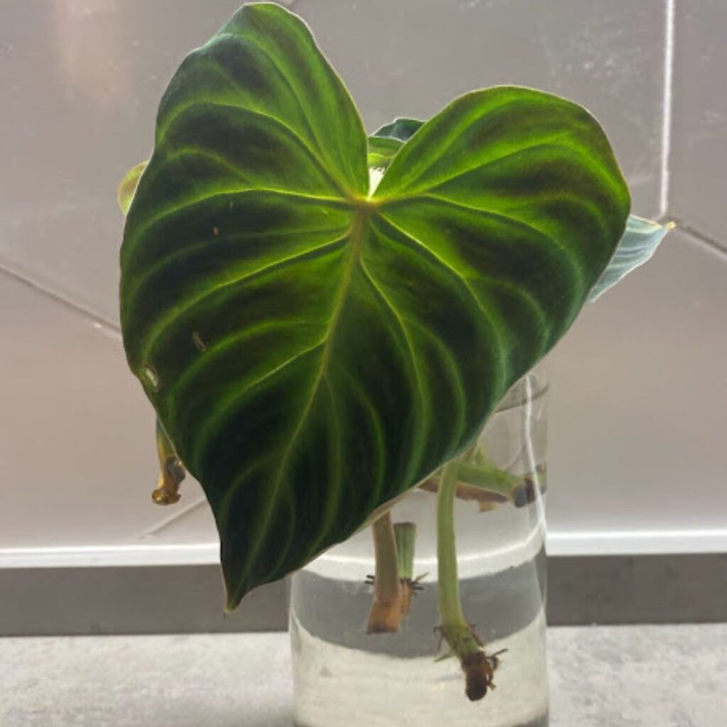 philodendron verrucosum growing in water