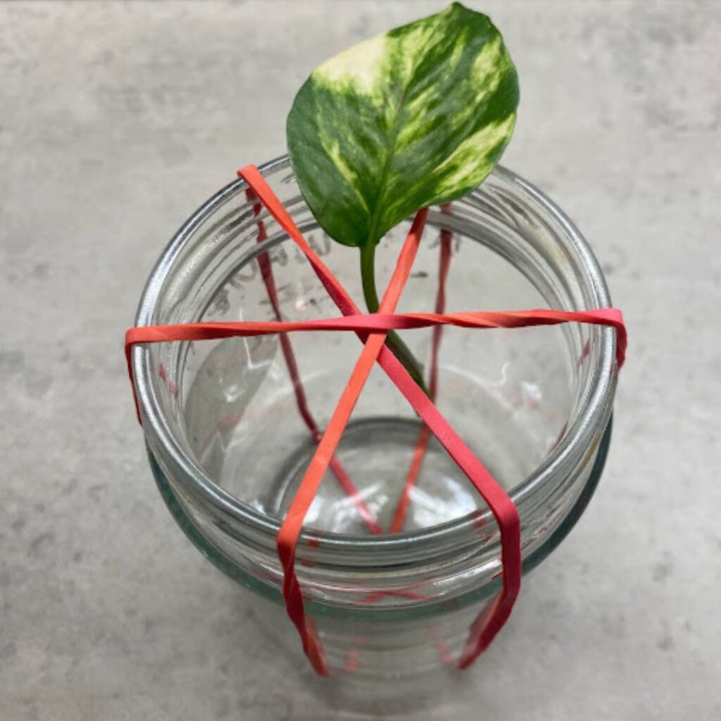 Rubber bands hold the cuttings in place