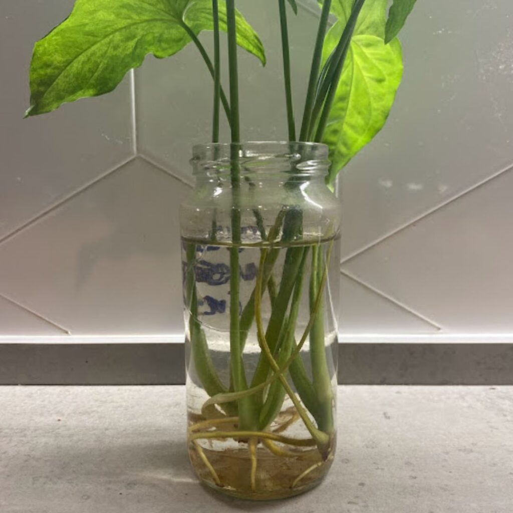 can syngonium grow in water - the roots of a green syngonium growing a jar of water 