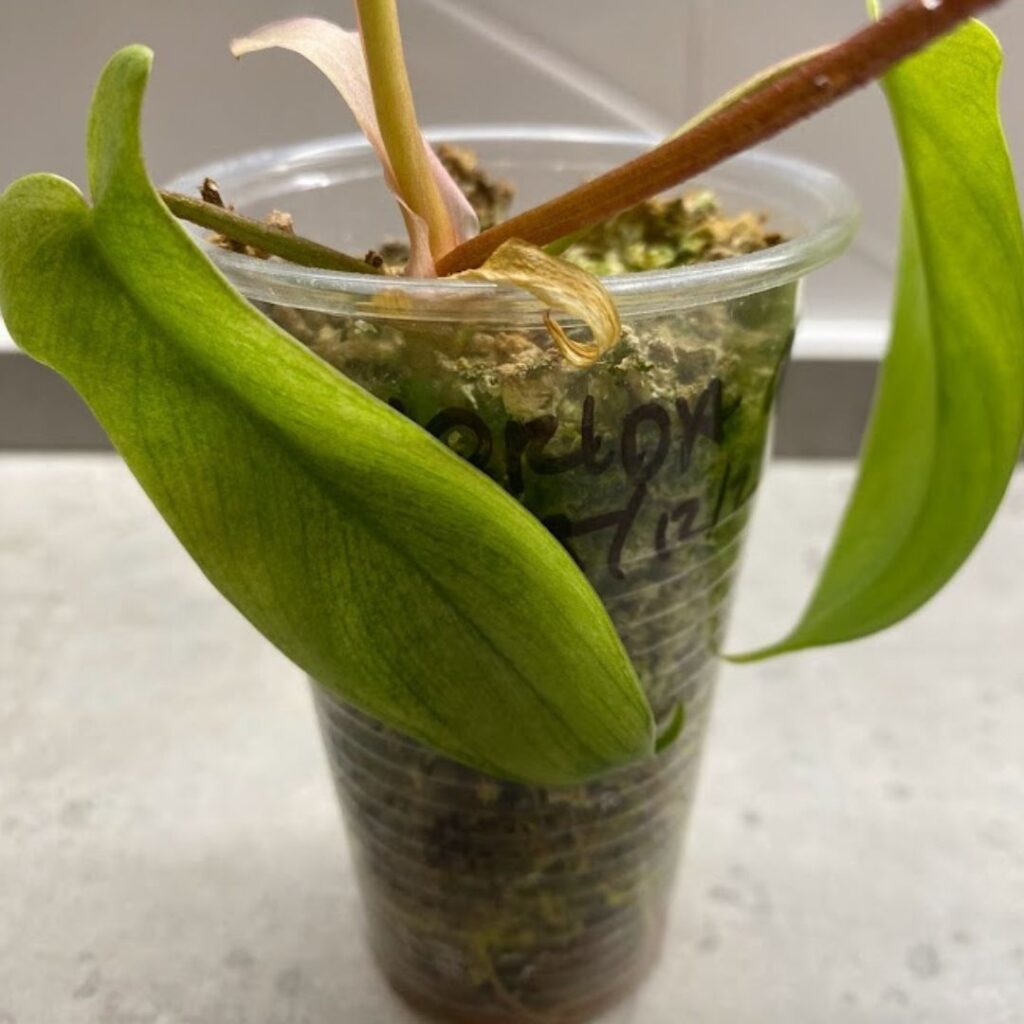 Philodendron florida ghost propagation in sphagnum moss