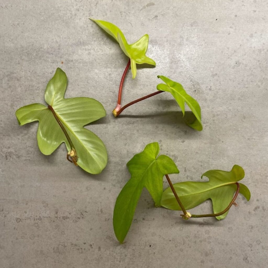 Separating the cuttings into smaller ones with at least one leaf and one node