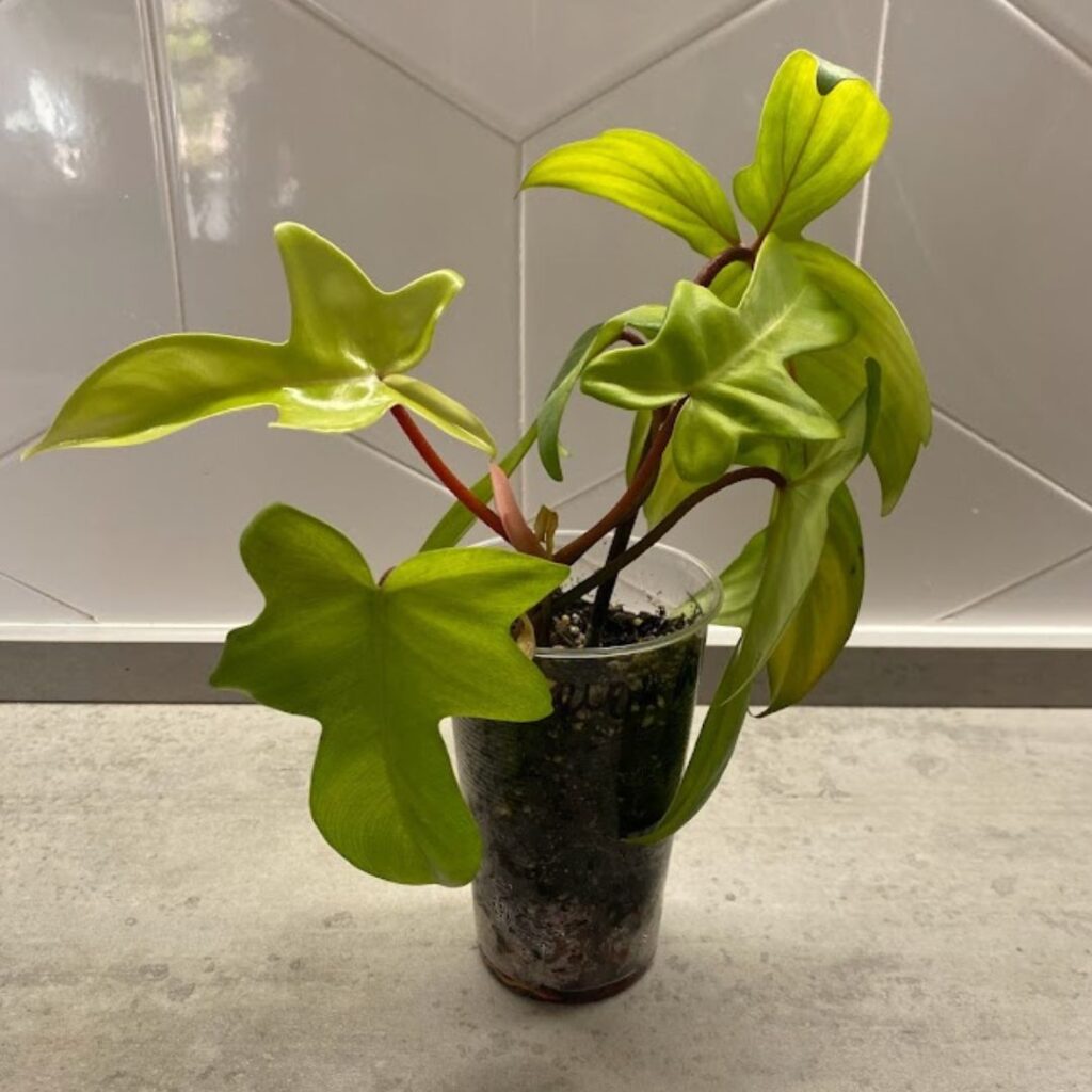 Philodendron florida ghost before propagation