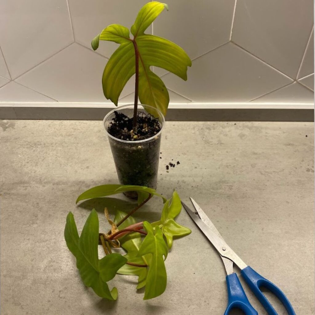 Propagating my philodendron Florida ghost