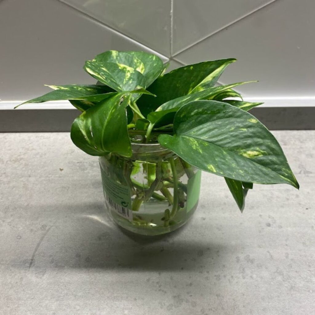 propagating pothos in water