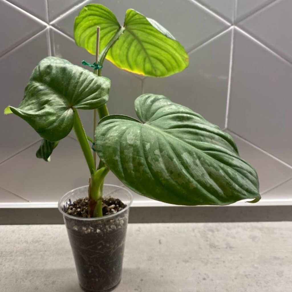 A philodendron mamei propagation in soil