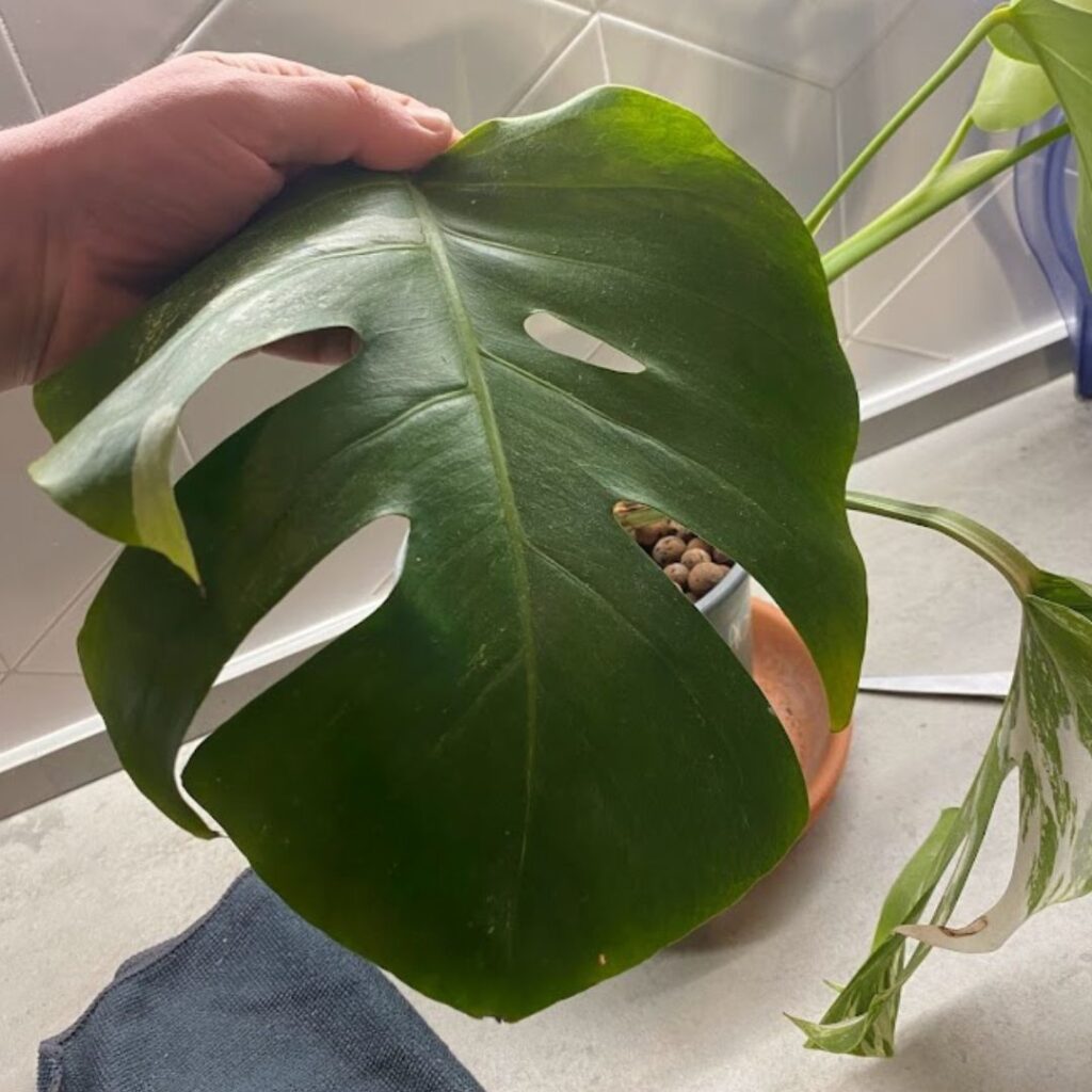 how to clean monstera leaves - a dusty leaf