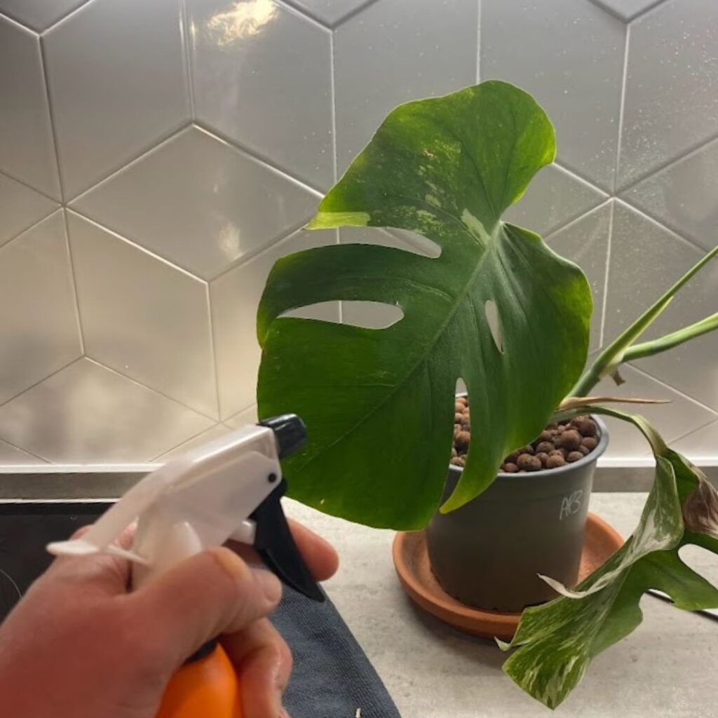 spraying monstera leaves with water