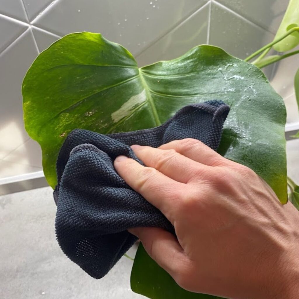 cleaning a monstera leaf with a cloth