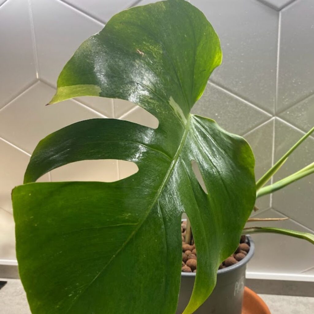 Clean monstera leaf