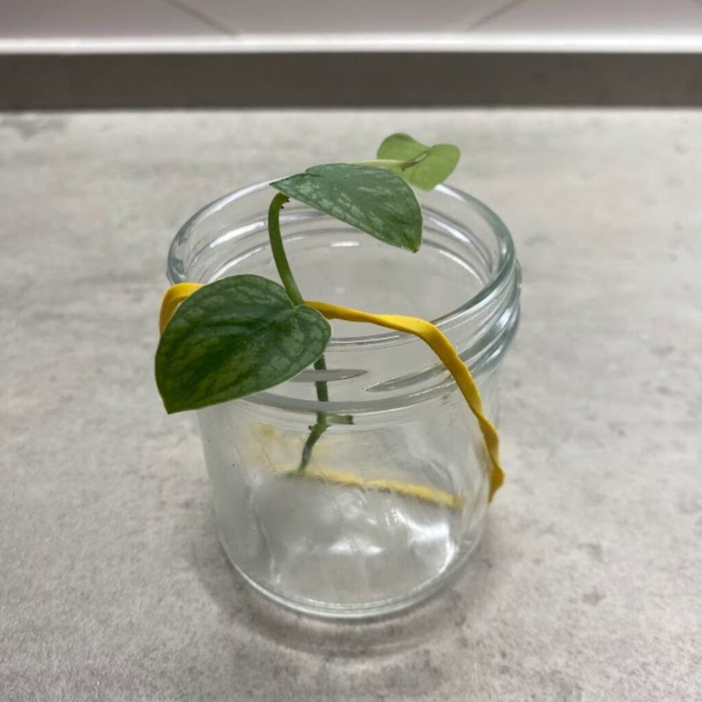 A rubber band holding the cuttings in place in a jar.