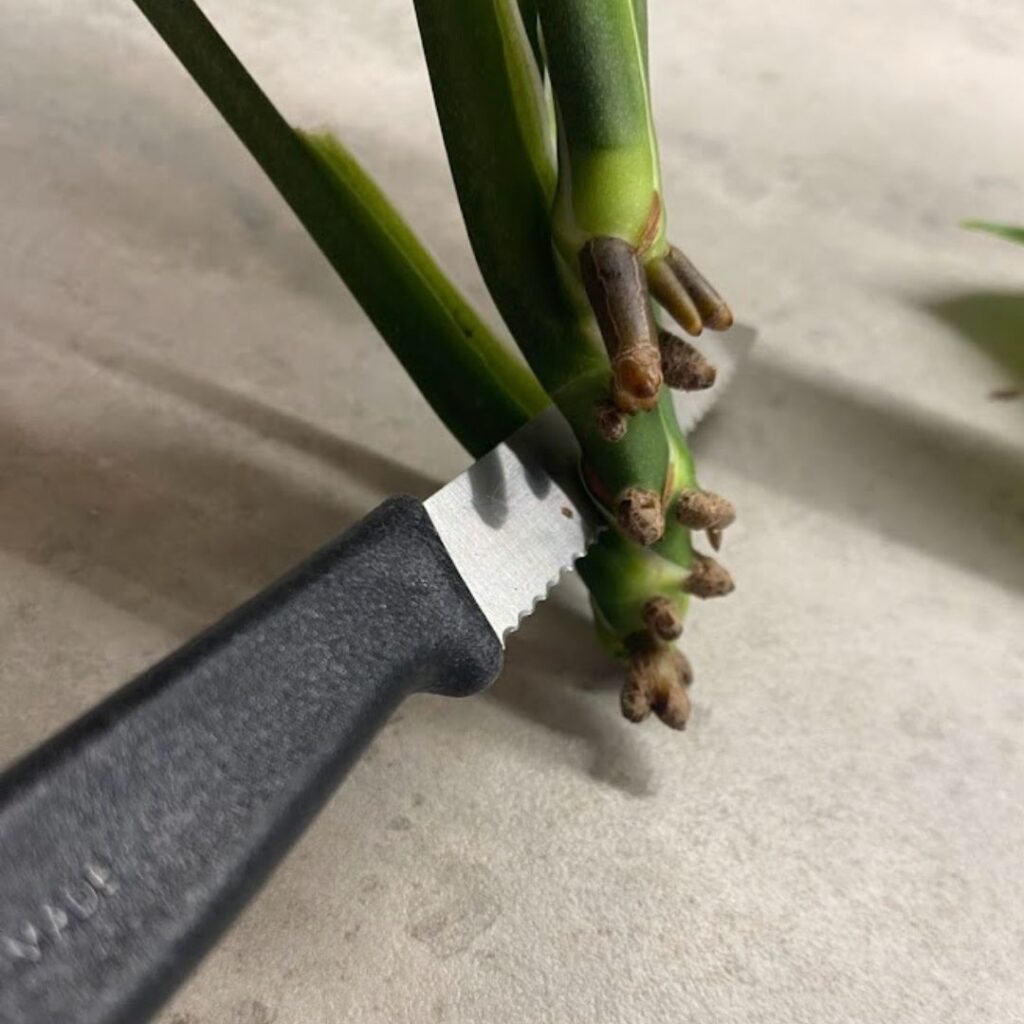 Cutting a monstera pinnatipartita between nodes