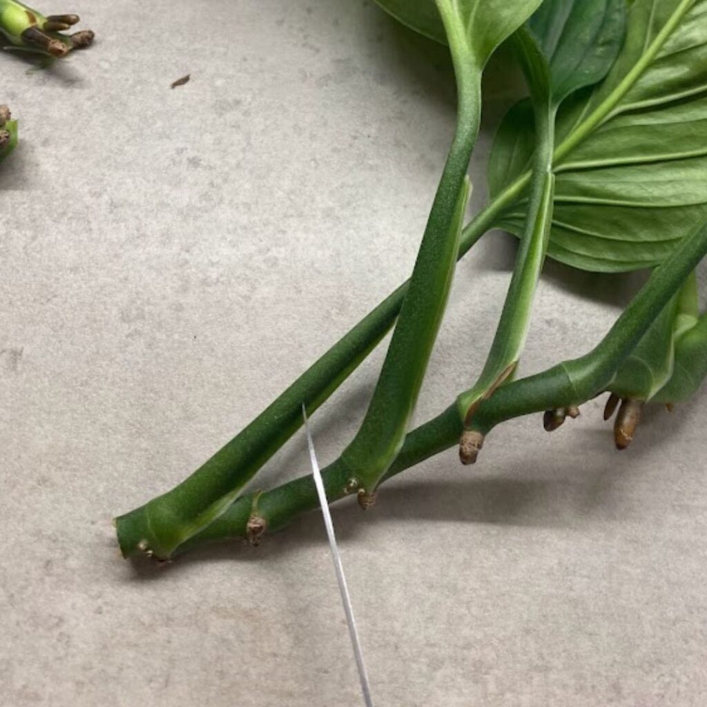 Cutting a monstera pinnatipartita between nodes