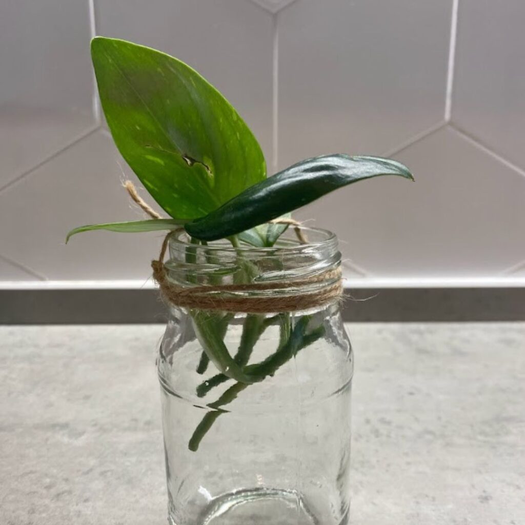monstera standleyana cuttings in a jar