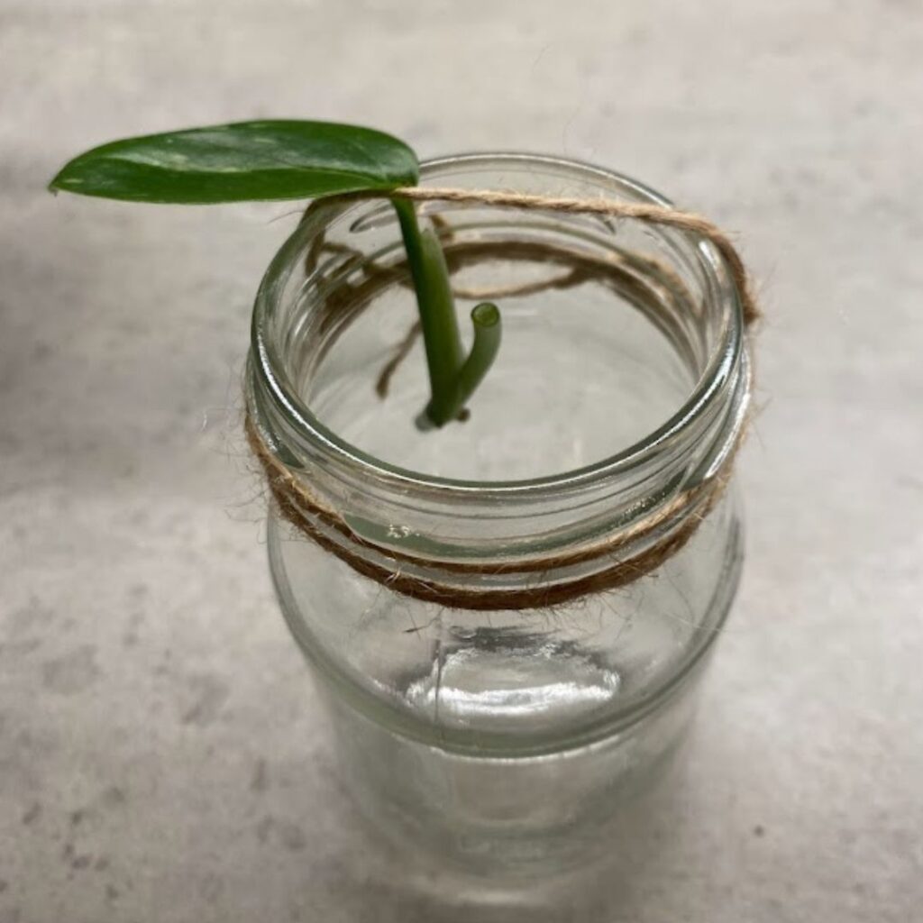 propagation jar