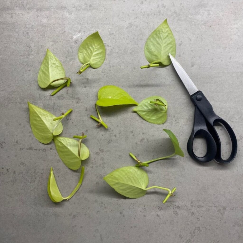 Multiple one leaf, one node neon pothos cuttings 