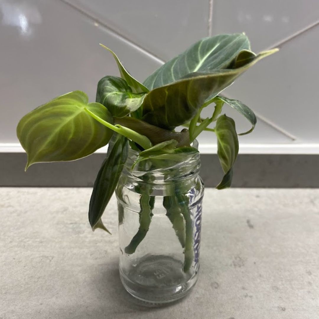 Philodendron Melanochrysum cuttings